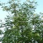 Clethra barbinervis (5)