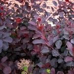 Cotinus Dusky Maiden