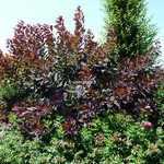 Cotinus Grace (3)