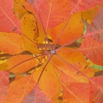 Cotinus obovatus