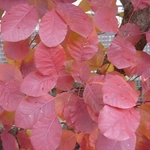 Cotinus obovatus (1)
