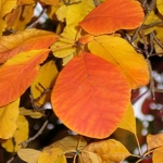 Cotinus obovatus (3)