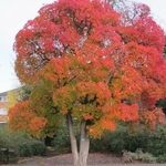 Cotinus obovatus (2)