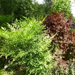 Nandina domestica Leucocarpa