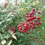 Nandina domestica Richmond (3)