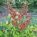 Nandina domestica Richmond (1)