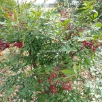 Nandina domestica Richmond (4)