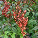 Nandina domestica Umpqua Chief (6)