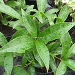 Osmanthus fragrans Nanking Beauty