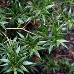 Osmanthus heterophyllus Sasaba (2)