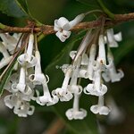 Osmanthus suavis (3)