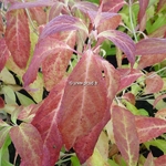 Hydrangea serrata Hakucho (1)