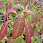 Hydrangea serrata Hakucho (2)