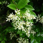 Ligustrum japonicum Texanum (2)