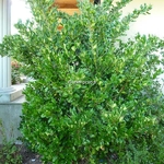 Ligustrum japonicum Texanum