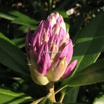 Rhododendron ponticum (3)