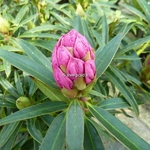 Rhododendron ponticum Graziella (2)
