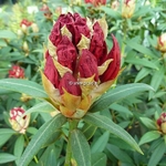 Rhododendron Cavalier (2)