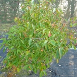 Euonymus myrianthus (1)