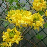 Rhododendron luteum (1)