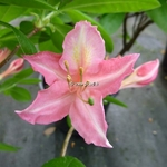 Rhododendron Jolie Madame (3)