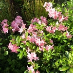 Rhododendron Jolie Madame (5)