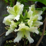 Rhododendron Daviesii