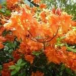 Rhododendron Gibraltar (2)