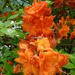 Rhododendron Gibraltar (1)