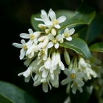 Osmanthus burkwoodii