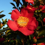 Camellia vernalis Yuletide (1)