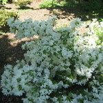 Rhododendron Adonis
