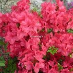 Rhododendron Fête des Mères