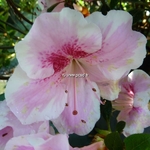 Rhododendron Haru-no-sono (4)