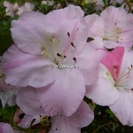 Rhododendron Haru no Sono (2)