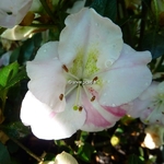 Rhododendron Haru-no-sono (1)