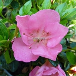 Rhododendron Haru no sono
