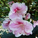Rhododendron Haru-no-sono (2)
