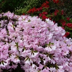 Rhododendron Ho-o (5)