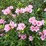 Rhododendron Kirin (2)