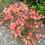 Rhododendron Orange Beauty (1)