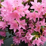 Rhododendron Sweet Briar (1)
