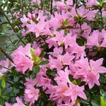 Rhododendron Sweet Briar (2)