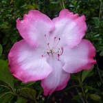 Rhododendron Vibrant (9)