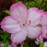 Rhododendron Vibrant (6)