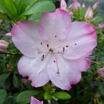 Rhododendron Vibrant (7)