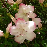 Rhododendron Vibrant (2)