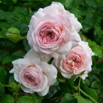 Rosa Larissa