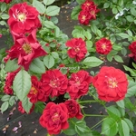 Rosa Fairy rouge (2)