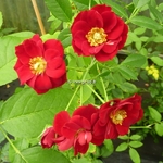 Rosa Fairy rouge (1)